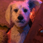 Krypto Está Seguro? Entenda a Trama de Supergirl: Mulher do Amanhã e o Filme