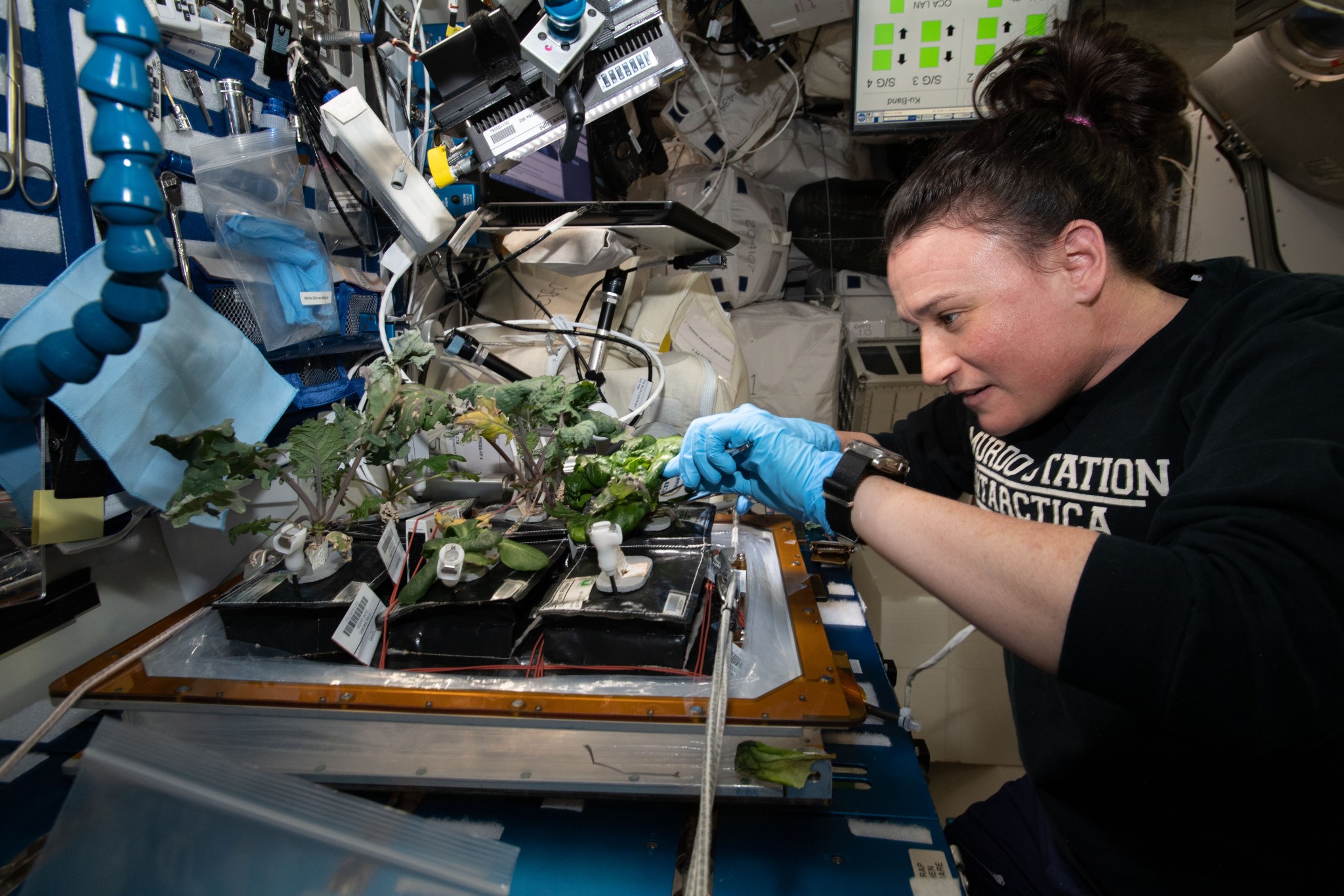 Serena Auñón-Chancellor colhe vegetais no sistema Veggie da Estação Espacial Internacional