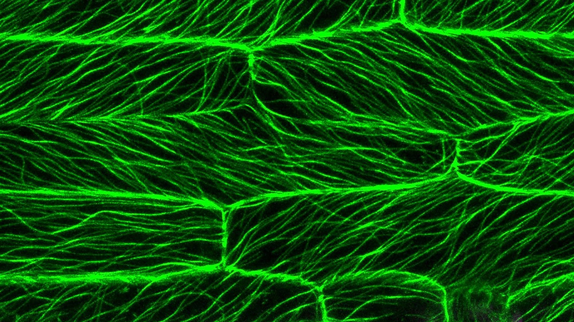 Microtúbulos verdes nas células de uma folha de Brachypodium distachyon vistos por microscopia de fluorescência